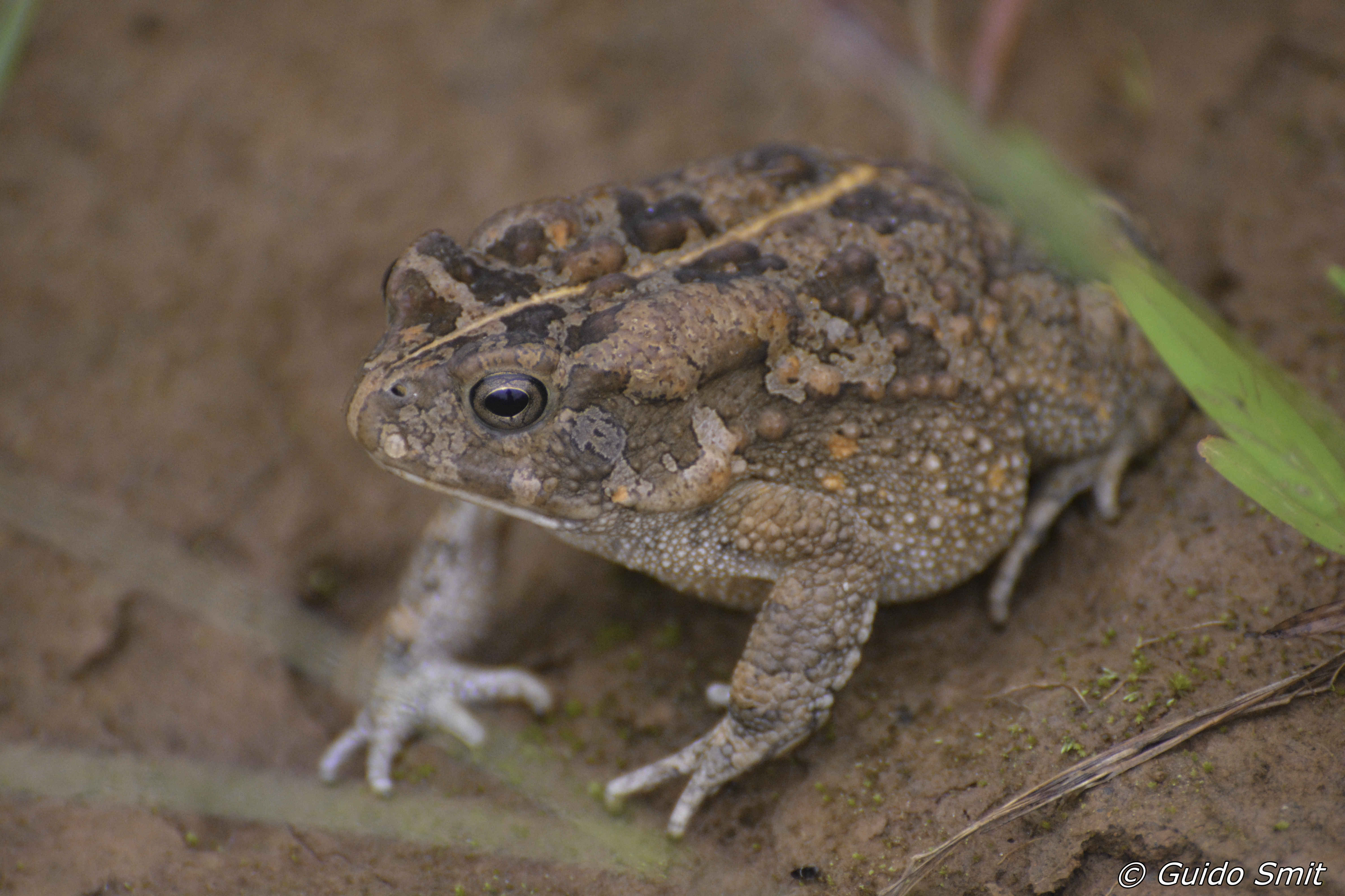 toad